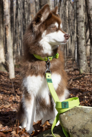 Mossy Pine Waterproof Leash