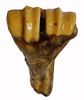 7 Inch Natural Roasted Shin Bone With Marrow with cigar band and upc