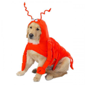 Casual Canine Lobster Paws Costume (size: XXL)