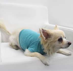 Doggy Tee (Color: Peacock, size: small)