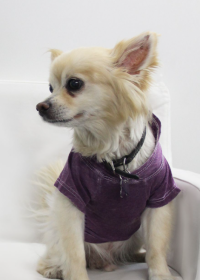 Doggy Hoodie (Color: Plum, size: XS)